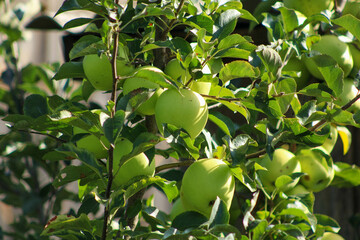 Green apples in the warm summer sunshine. Close-up