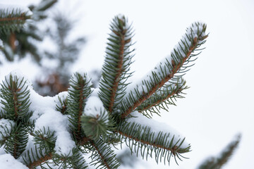 Blue spruce, Picea pungens, branches covered with snow.