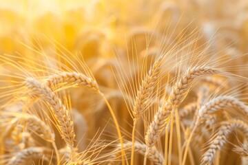 Barley field. farmland. Generative AI
