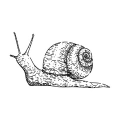 slow snail hand drawn. insect plant, invertebrate wood, cute start slow snail vector sketch. isolated black illustration © PikePicture