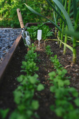 parsley seedlings in veggie garden in spring with shovel and label (tag). Raised veggie garden beds.