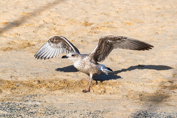 Wildes Flügelschlagen eine jungen Möwe 