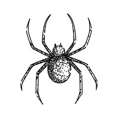web spider hand drawn. man vector, cobweb texture, helloween frame web spider vector sketch. isolated black illustration