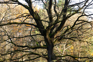 Beautiful wild autumn forest with colorful foliage and bare trees, sunbeams.
