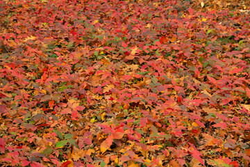 Northern red oak leaves. Autumn ecological carpet. Selective focus.