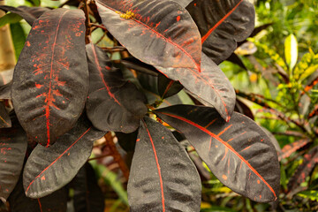 Red-green leaves of a rubber plant ficus. Ficus is elastic. Selective focus.