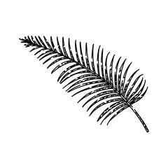areca palm tropical leaf hand drawn. silhouette flower, green frond, areca frame palm tropical leaf vector sketch. isolated black illustration