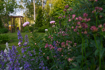 flowerbed with astrantia, catnip (nepeta) and pink peonies. Flower combination for summer cottage garden - obrazy, fototapety, plakaty