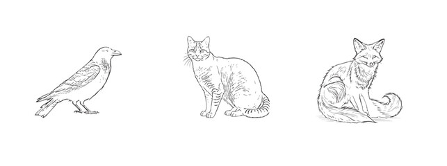 This is a series of animal illustrations in line art style, depicting from left to right a standing bird, a sitting cat and a sitting fox, each animal showing their unique posture and Characteristics.