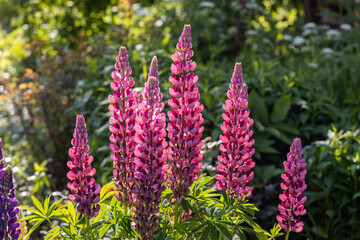 pink lupine flowers in the sunlight