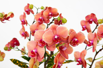Naklejka na ściany i meble phaelenopsis, flower of orchid