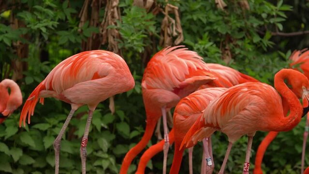 Flamboyance of Flamingo During Mating Season With Bright Colorful Colors