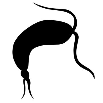 recommend clip art: Sillhouette Copepod Microorganisms