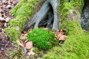Cave in a tree root with moss in a idyllic surrounding