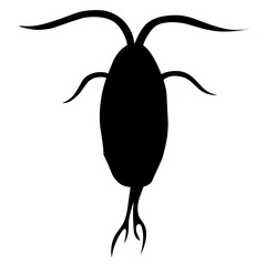 Sillhouette Copepod Microorganisms