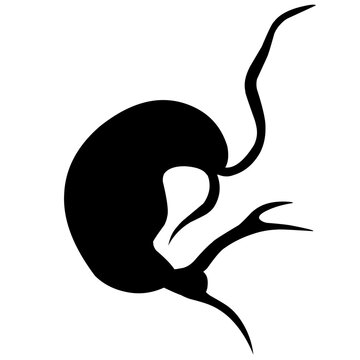 recommend clip art: Sillhouette Copepod Microorganisms