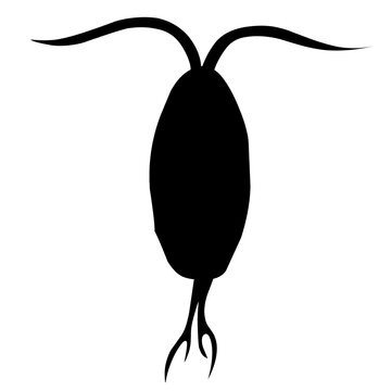 recommend clip art: Sillhouette Copepod Microorganisms