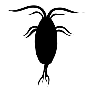 black copepod silhouette on white background clip art preview