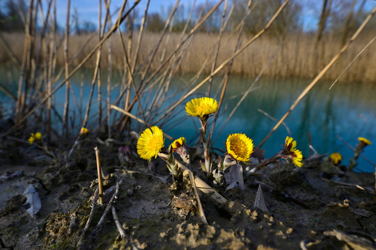 Huflattich // Coltsfoot (Tussilago farfara) 