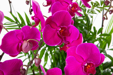 phaelenopsis, flower of orchid