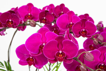 phaelenopsis, flower of orchid