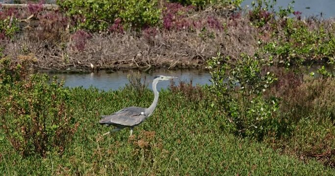 Walking through the grass to the right during a windy day, Grey Heron Ardea cinerea, Thailand