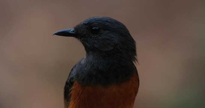 Facing to the camera and turns its head to the left and looks around, White-rumped Shama Copsychus malabaricus, Thailand
