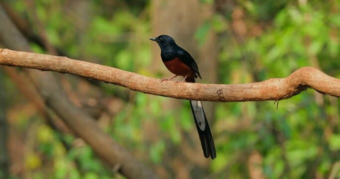 Seen perching on a vine facing left regurgitating a pellet that it can't poop, White-rumped Shama Copsychus malabaricus Percher, Thailand