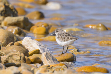 A little stint standing on a pebble - 756264127