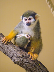 A Guianan squirrel monkey sitting on a branch - 756264311