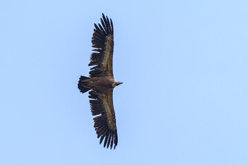 One griffon vulture flying in blue sky - 756264321