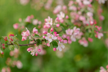 Obraz na płótnie Canvas Blooming apple tree branches with web banner copy space: spring time concept