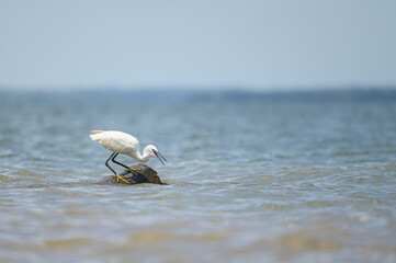 A Little egret standing on the shore of Lake Victoria - 756264506