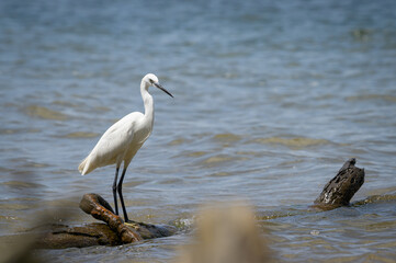 A Little egret standing on the shore of Lake Victoria - 756264571