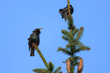 Two common starlings sitting on a tree - 756264758