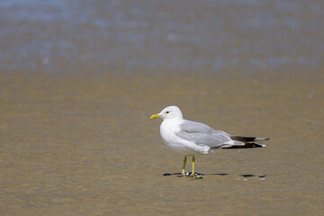 A Mew gull on a beach on a sunny day - 756264980