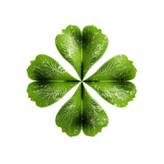 Shamrock four leaf clover isolated on the transparent background cutout