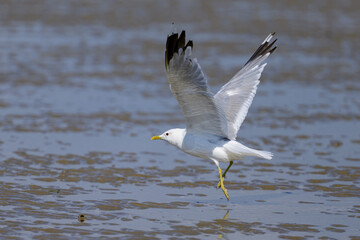 A Mew gull on a beach on a sunny day - 756265140
