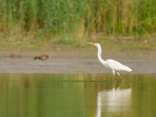 A Great Egret standing in a pond - 756265176