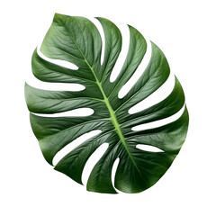 Tropical leaf on the transparent background