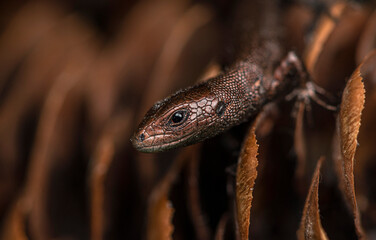A small brown lizard sits on the scales of an old fir cone.