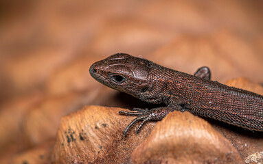 A small brown lizard crawls along an old fir cone.