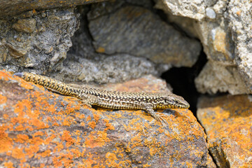 A common wall lizard resting on a rock - 756265391
