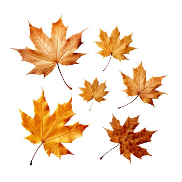 Maple leaves isolated on the transparent background