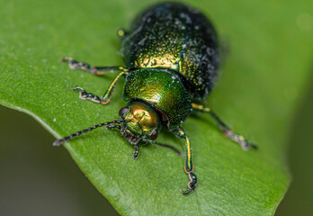 A metallic green leaf cutter beetle crawls towards the edge of a green leaf on a cloudy summer day.