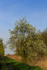 Kwitnące stare drzewa owocowe w maju - obrazy, fototapety, plakaty