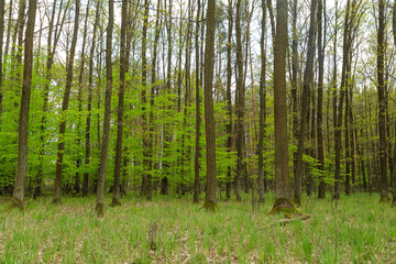 Las wiosną pierwsze jasnozielone liście
