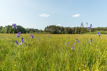 Wiosenne piękne łąkowe  kolorowe kwiaty na tle zieleni © KoLesfot