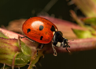 A red ladybug beetle is about to crawl down a green stem of grass in a meadow thicket on a cloudy summer day.