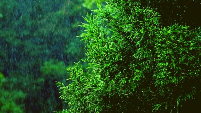 Rain Falling background. Raining shower in the dense forest, close-up of rainfall in jungle, water droplets fixed on green leaves, Raining day in tropical forest. rain drop on leaf tree.Heavy Rain Fal